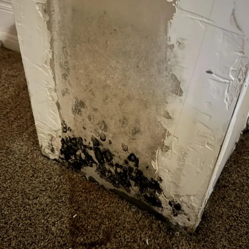 Professional Mold Removal in Elsberry, MO